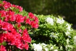 ヒラドツツジ	平戸躑躅	Rhododendron x pulchrum	4～5月
